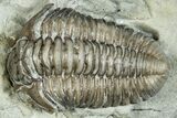 Curled Flexicalymene Trilobite Fossil - Indiana #287640-2